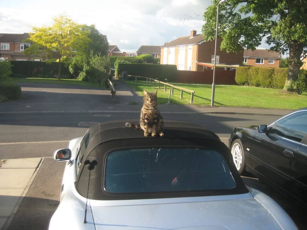 ai102.photobucket.com_albums_m105_Telbar_Cat_06d66527.jpg