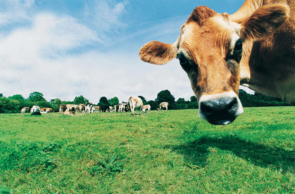 cows.jpg